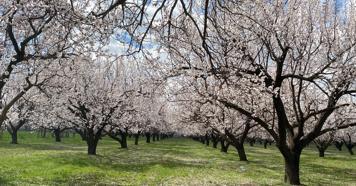 Kayısı ağaçları çiçek açtı, Iğdır Ovası beyaza büründü