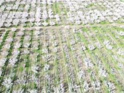 Kayseri'de geçen yıl don nedeniyle hasat yapılamayan kayısı ağaçlarında 13 bin ton rekolte hedefi