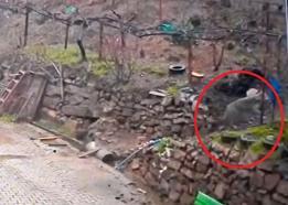 Adana'da aç kalan kurdun, yerleşim yerinde yemek aradığı anlar kamerada