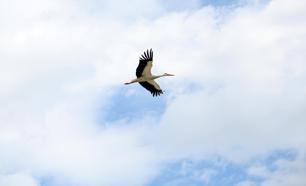 Leyleklerin ‘yuva’ kararsızlığı