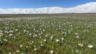 Yüksekova'da baharın müjdecisi kardelenler çiçek açtı