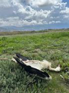 Göç yolundaki 5 leylek tüfekle vuruldu