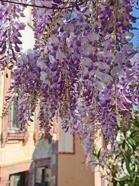 Ayvalık'ta mor salkım zamanı