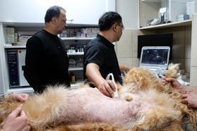 Yapay zeka destekli ultrason cihazıyla hayvan hastalıklarında erken teşhis