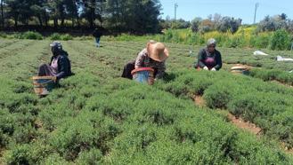 Altınözü’nde zahter hasadı sürüyor
