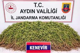 Zeytin bahçesindeki sera içerisinde 208 kök Hint keneviri ele geçirildi