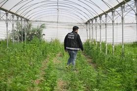 Mersin’de binlerce kök kenevir ele geçirildi