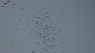 Hatay’da leylek göçü devam ediyor