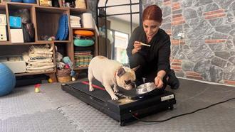 Obez köpek 'Ori' pilatesle zayıflıyor
