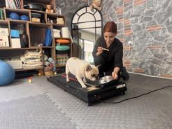 Obez köpek 'Ori' pilatesle zayıflıyor
