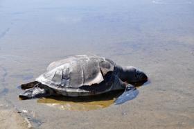 Caretta caretta ölüsü sahile vurdu