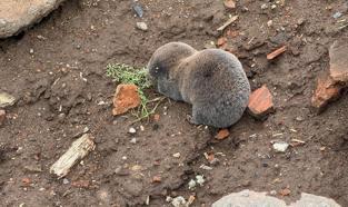Sağanaklar sırasında yuvalarını su basan kör fareler yüzeye çıktı