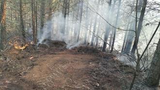 Aydın'da 7 dekar orman yandı