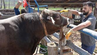 Besi çiftliğinin gözdesi 1 ton 180 kilo ağırlığındaki 'Poyraz', 435 bin TL'den alıcı bekliyor