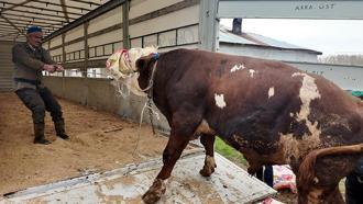 Erciş'te batı illerine kurbanlık sevkiyatı başladı