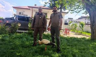 Gaziantep’te yaralı leylek bulundu