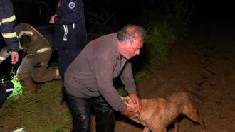 Bursa'da taşan dere çiftliği bastı: Mahsur kalan çiftçi ve köpeği kurtarıldı