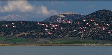 Yarışlı Gölü'ndeki flamingolar hayran bıraktı
