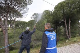 Muğla'da çam fıstığı üreticisine doğal ilaç desteği