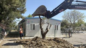 Kuşadası'nda 1,5 yılda 410 ağaç kesilmekten kurtardı