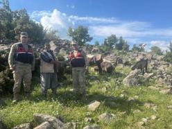 Kilis’te, kayıp hayvan bulundu