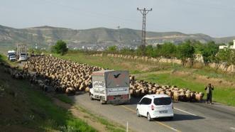 Gercüş’te, göçer ailelerin yayla yolculuğu başladı