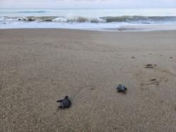 32 yıllık caretta mücadelesi; 1,5 milyon yavru denize ulaştı