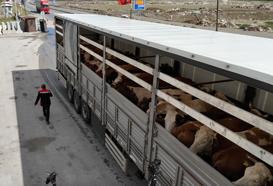 Erzincan'da kurbanlık sevkiyatına sıkı denetim