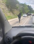 Bursa’da başıboş atlar, trafiği tehlikeye soktu