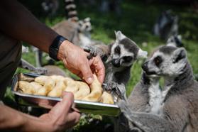 Bursa Hayvanat Bahçesi'nde penguenler klimalı odalarda, lemurlar ise soğuk meyveyle serinliyor