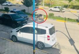 Kara yoluna çıkan başıboş eşek nedeniyle trafik aksadı