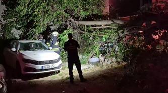 İkiye ayrılan dut ağacı, 2 aracın üzerine devrildi