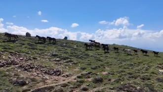 Emirdağları'nın zirvesinde yılkı atlarını görüntülediler