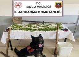 Kenevir eken şüpheli tutuklandı