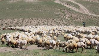 Aksaray’da ‘ithal çoban’ dönemi