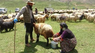 Yüksekova'da berivanların yayla mesaisi başladı