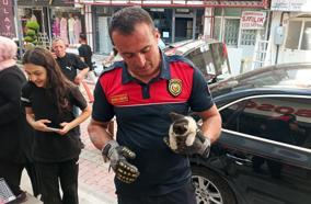 Otomobilin motoruna giren kedi güçlükle çıkarıldı