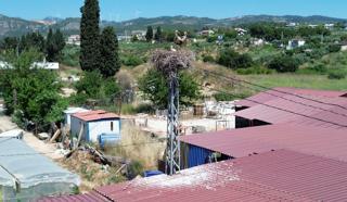 Kuşadası’nda elektrik direğine yuva yapan leylek çifti, yavrularını büyütüyor