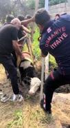 Su kuyusuna düşen buzağıyı itfaiye kurtardı