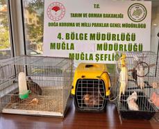 Muğla'da izinsiz bulundurulan 13 kuşa el konuldu