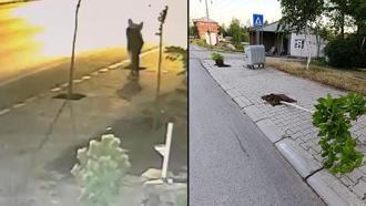 Patnos’ta kaldırımlardaki fidanları söken şüpheli yakalandı