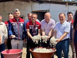 Edirne’de kadınların ürettiği ipek böceklerinden elde edilen yaş kozaların hasadı yapıldı