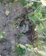 Şantiye sahasındaki kuş yuvasına dubalı önlem