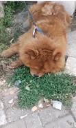Köpeğin eziyet sonucu öldüğü iddiasına ilişkin 1 gözaltı