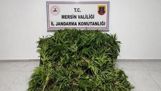 Mersin’de yasadışı kenevir operasyonu