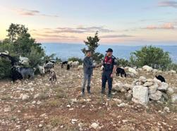 Mersin’de kaybolan hayvanlar dron ile bulundu