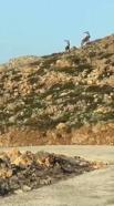 Cudi Dağı'nda yaban keçileri görüntülendi