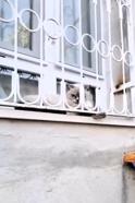 Patisi korkuluklara sıkışan kediyi itfaiye kurtardı