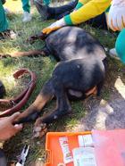 Ayağına demir saplanan köpek kurtarıldı