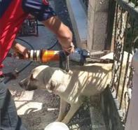 Demir kapıya sıkışan köpeği itfaiye kurtardı